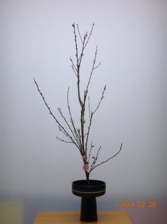 杏花一種生 (前副)-原45度副枝的位置需在補上一枝"副座"-見2014.02.20說明