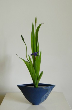 2014.05.08燕子花一種生