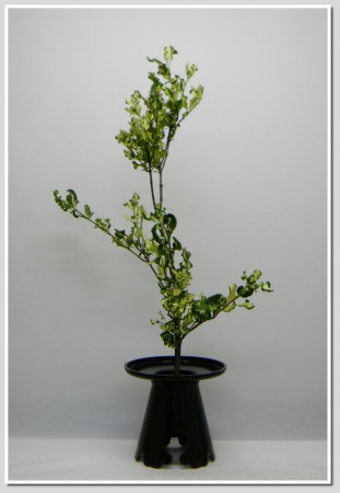 2014.09.21斑葉梔子花一種生