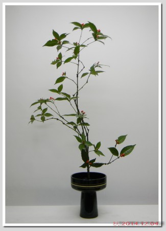 2014.12.04千兩一種生