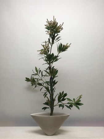 2016.01.14二種生馬醉木鴛尾花