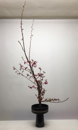 2016.01.21 櫻花一種生(胴木)